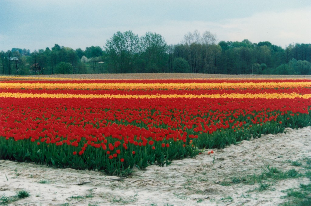 Campo de tulipanes en Polonia